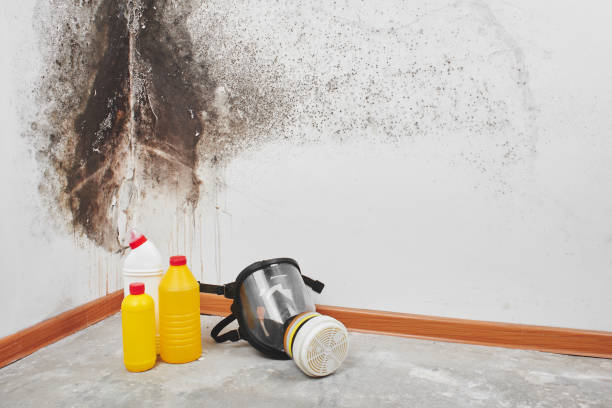 Best Mold Removal Company Near Me  in Quitman, MS