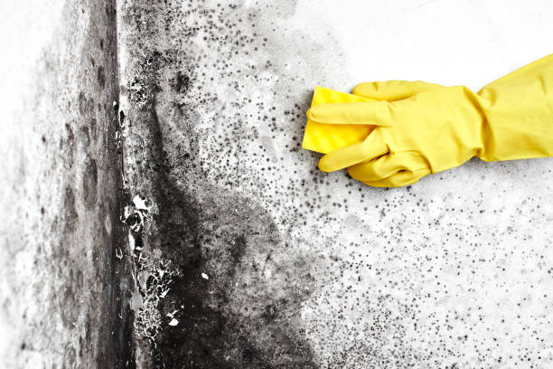 Best Mold Testing  in Quitman, MS