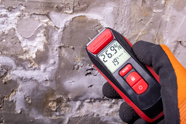 Best Best Mold Removal Companies  in Quitman, MS