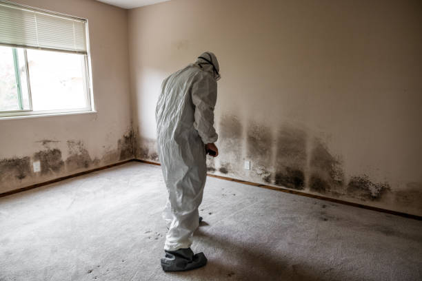 Best Mold Cleaning Services  in Quitman, MS