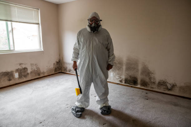 Attic Mold Removal in Quitman, MS