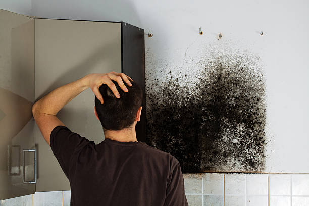Best Home Mold Removal  in Quitman, MS