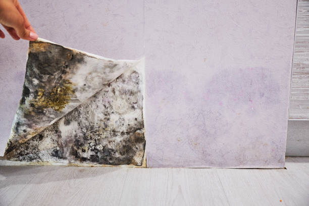 Best Mold Removal Near Me  in Quitman, MS